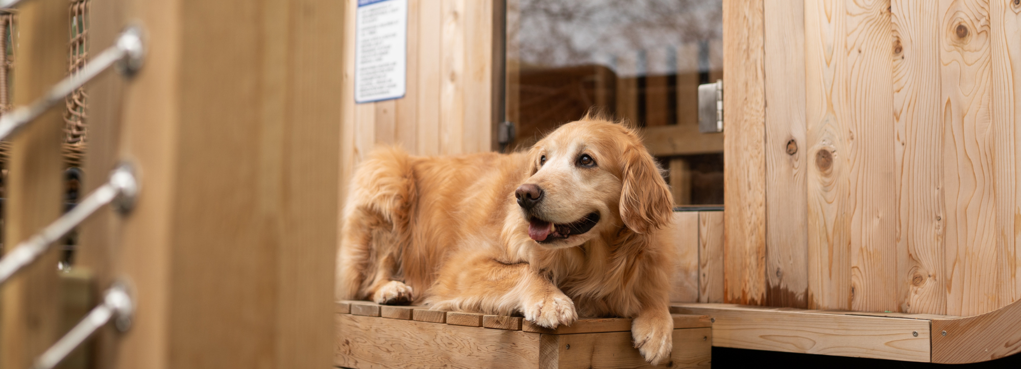 Pet friendly hotels Burlington