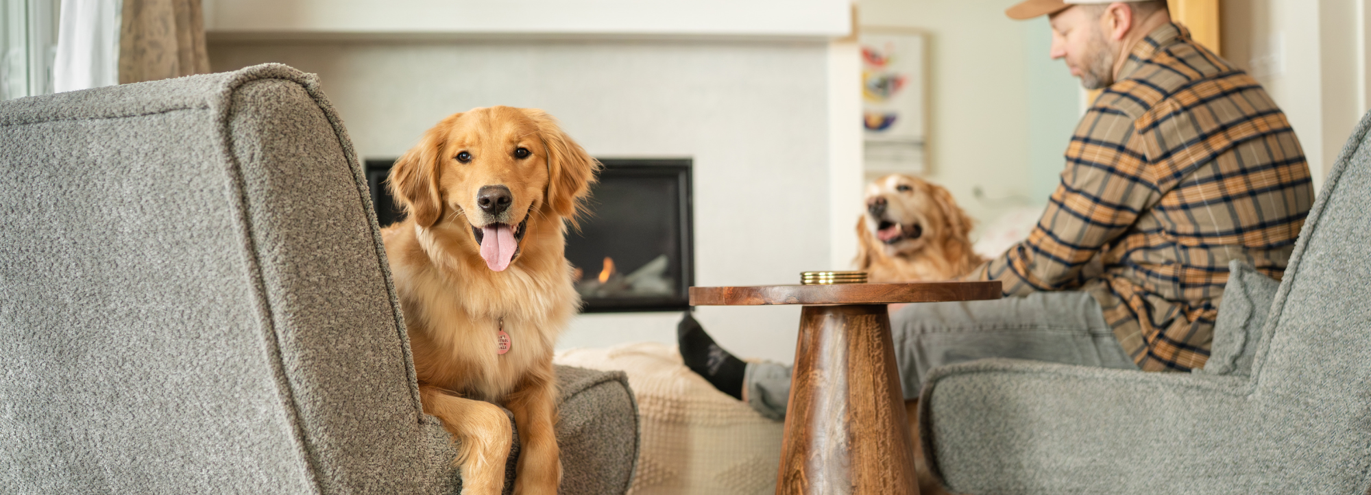 Pet friendly hotels Burlington